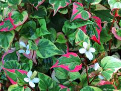 هوتوینا کورداتا -دم مارمولک